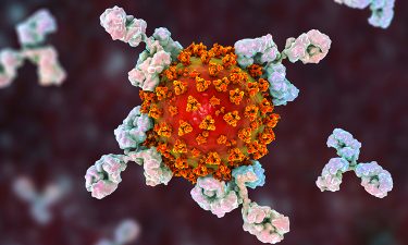 antibodies in white surrounding a red and orange coronavirus particle