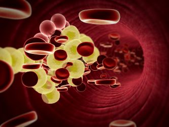 3D illustration of red blood cells and yellow triglyceride/fat globules in a blood vessel - idea of hypercholesterolaemia or hypertriglyceridemia