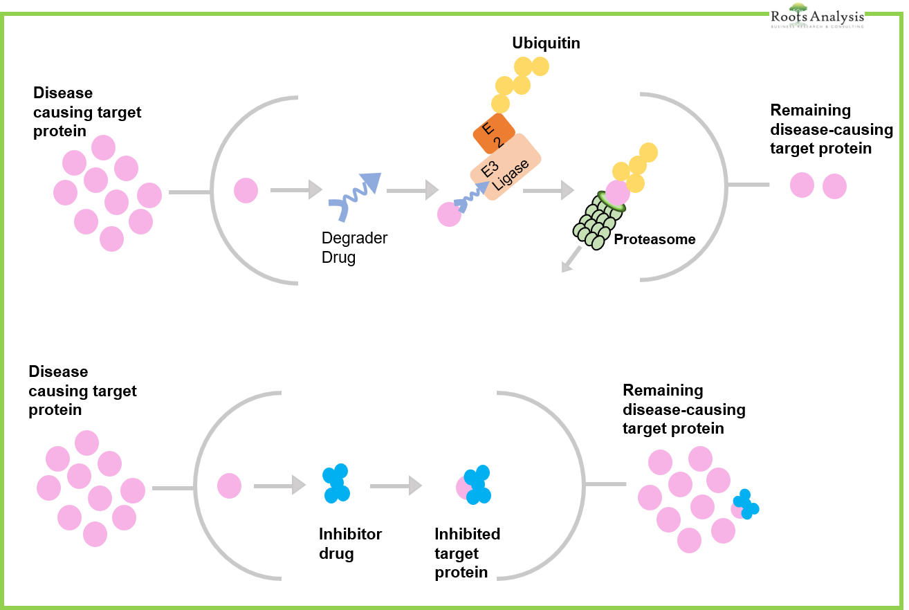 Difference Between Protein Degrader and Protein Inhibitor