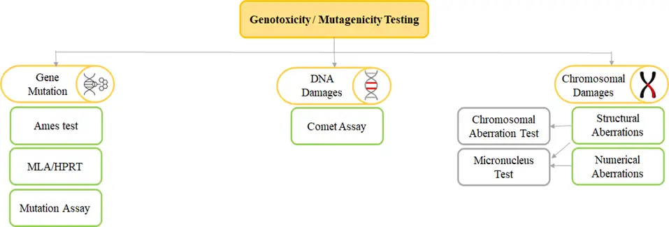 GENOTOXICITY / MUTAGENICITY TESTING